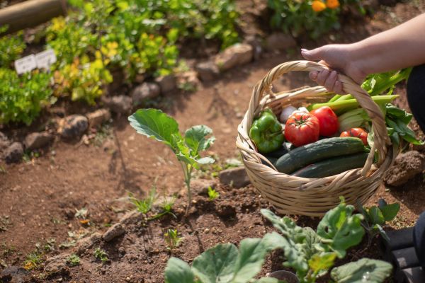 panier de légumes maraicher